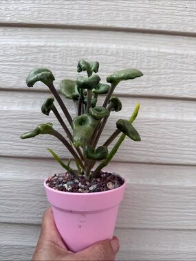 Extremely Rare & Exotic Live Succulent Plant in pot “Kalanchoe Angel Trumpet”